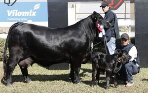 Brangus rompió récord en la Expo con facturación de G. 4.324 millones