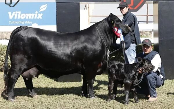 Brangus rompió récord en la Expo con facturación de G. 4.324 millones