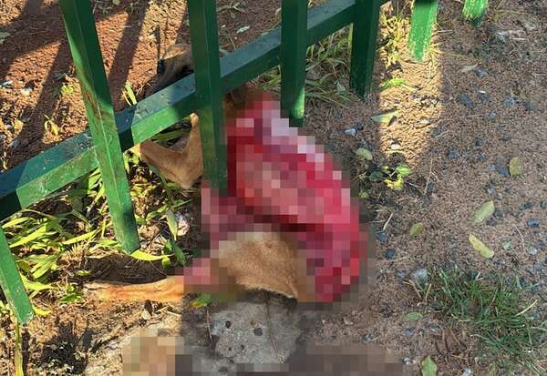 Video: rescatan a perrito despellejado en zona de San Lorenzo - Nacionales - ABC Color