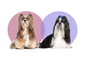 Lhasa Apso vs Shih Tzu: cómo distinguir estas razas imperiales según ojos, hocico y carácter - Mascotas - ABC Color