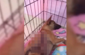 Popular / Pobrecito: Rescatan a un perrito despellejado en San Lorenzo