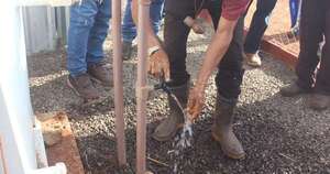 La Nación / Agua potable llega por primera vez a comunidades indígenas del Amambay