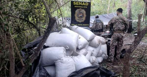 La Nación / Senad destruye cuatro toneladas de marihuana en Bella Vista Norte