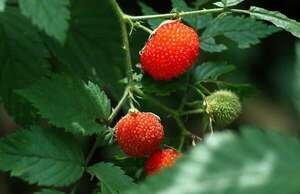 Frambuesas agridulces que arraigan y dinamizan  - ABC Rural - ABC Color
