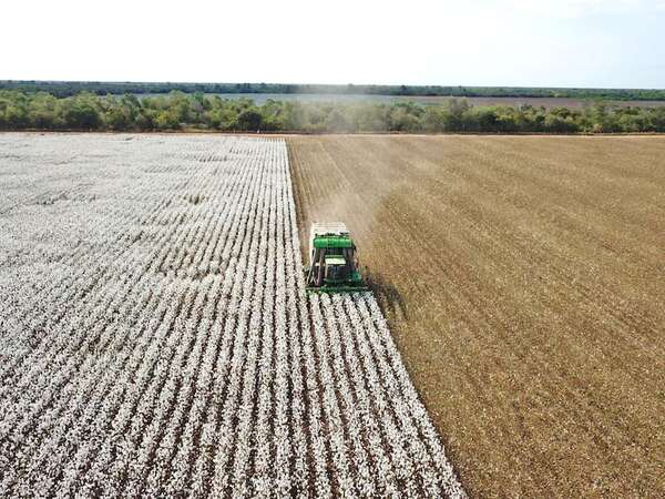 Agricultura en el Chaco: balance de una campaña entre desafíos y éxitos - ABC Rural - ABC Color