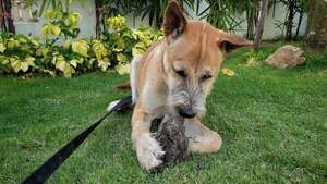 ¿Por qué tu perro come basura o tierra?: causas médicas y conductuales - Mascotas - ABC Color