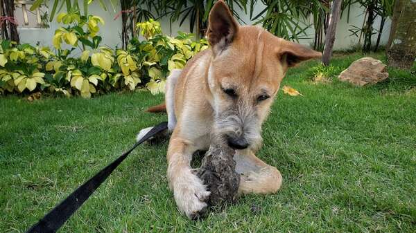 ¿Por qué tu perro come basura o tierra?: causas médicas y conductuales - Mascotas - ABC Color