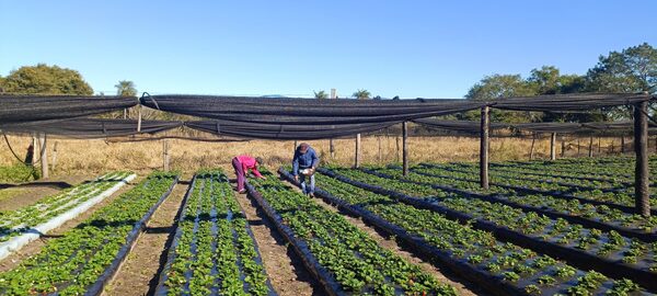 Productores cultivan entre 4.000 y 12.000 plantas de frutilla en Ñeembucú con apoyo del MAG - .::Agencia IP::.