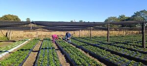 Productores cultivan entre 4.000 y 12.000 plantas de frutilla en Ñeembucú con apoyo del MAG - ADN Digital
