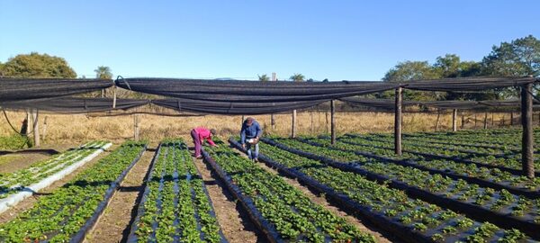 Productores cultivan entre 4.000 y 12.000 plantas de frutilla en Ñeembucú con apoyo del MAG - ADN Digital