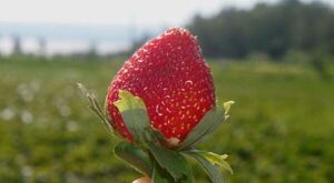Productores cultivan entre 4.000 y 12.000 plantas de frutilla en Ñeembucú con apoyo del MAG