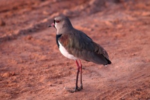 Descubren especies de fauna silvestre durante trabajos en Pilar