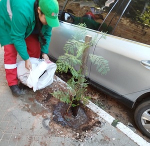 Vecinos de Las Mercedes culminaron plantación de 60 árboles nativos