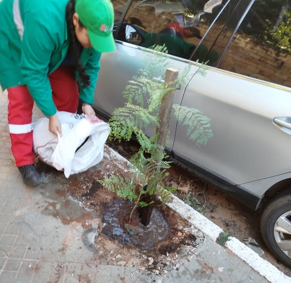 Vecinos de Las Mercedes culminaron plantación de 60 árboles nativos