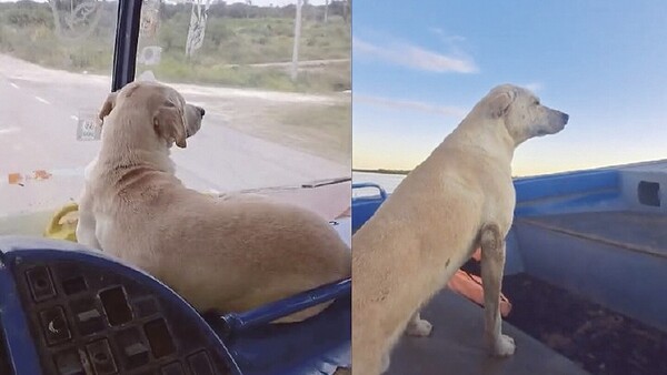 Rubio, el perro colectivero, se ganó el corazón de todos