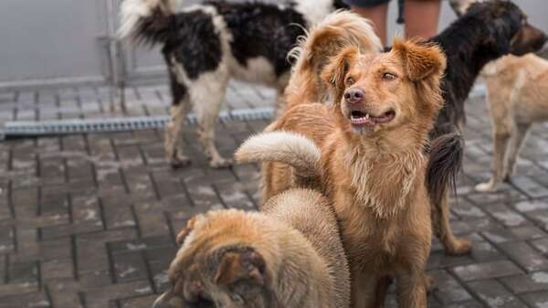 Día del Perro Callejero: por qué se conmemora cada 27 de julio y qué busca concienciar - Mascotas - ABC Color