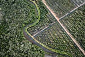 Turberas en peligro en Indonesia: el ecocidio silencioso que amenaza al planeta - Ciencia - ABC Color