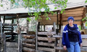Maíz de alta genética y abonos verdes impulsan agricultura familiar