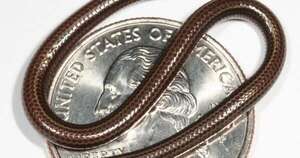 La Nación / Reaparece la serpiente más pequeña del mundo