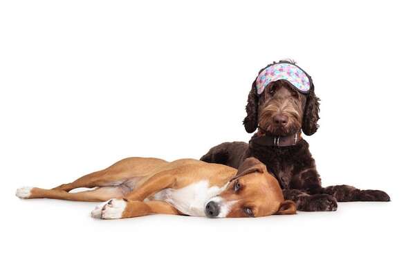 Problemas de sueño en mascotas: guía para entender el insomnio en perros y gatos - Mascotas - ABC Color