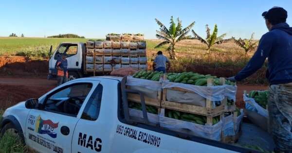 La Nación / Productores de Itakyry abastecen banana y mandioca para Hambre Cero