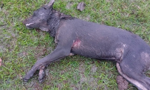 Vecinos denuncian a joven armado por matar a su perro en Cleto Romero - OviedoPress