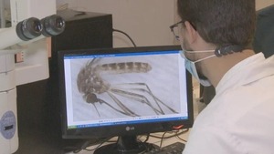 Segunda muerte en Italia por el virus del Nilo Occidental - ADN Digital
