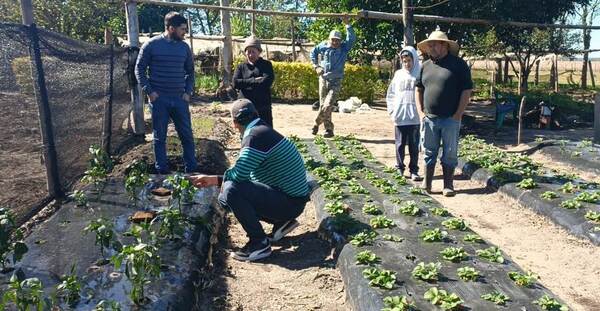 Productores cultivan entre 4.000 y 12.000 plantas de frutilla en la Colonia Yacarey, Ñeembucú