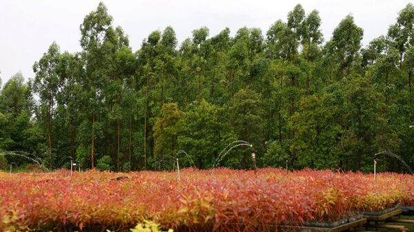 Paraguay apuesta al sector forestal con misión estratégica a Finlandia
