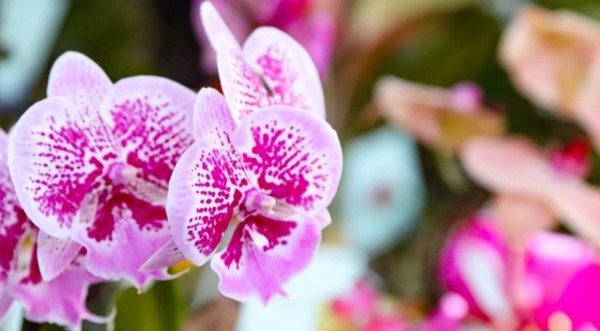 Feria de orquídeas se extiende hasta el 2 de agosto frente a la UNA de San Lorenzo