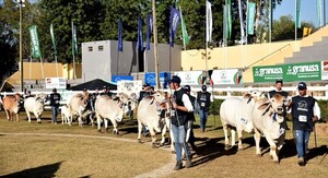 Expo 2025: El sector ganadero cerró con un incremento del 92,5% en remates