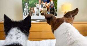 La Nación / ¿A tu perro le gusta la tele?