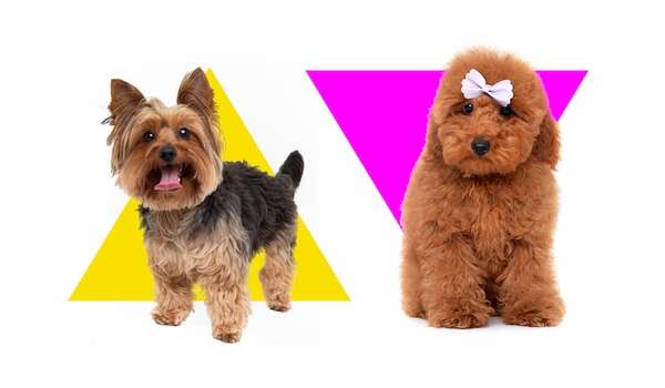 Caniche Toy o Yorkshire Terrier: ¿cuál es mejor para la vida urbana? - Mascotas - ABC Color