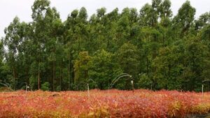 Buscan abrir nuevos mercados para el sector forestal en misión oficial a Finlandia