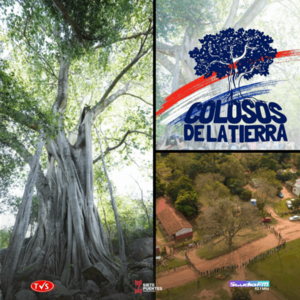 La campaña ambiental más grande del país ya está en marcha "Colosos de la Tierra 2025" - «TVS DIGITAL»