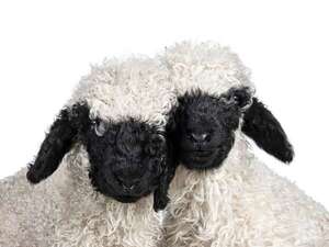 La oveja más tierna del mundo: qué hace tan especial a la Valais Blacknose - Ciencia - ABC Color