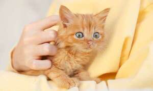 Cómo saber si tu gato confía en vos: siete señales infalibles - Mascotas - ABC Color