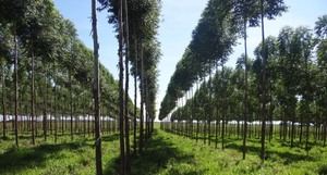 Paraguay busca potenciar el sector forestal con una misión estratégica a Finlandia