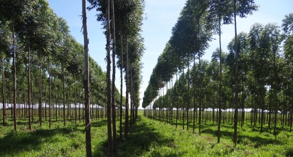 Paraguay busca potenciar el sector forestal con una misión estratégica a Finlandia