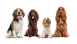 Beagle o Cocker Spaniel: cuál se adapta mejor a la vida familiar - Mascotas - ABC Color