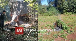 DESTRUYEN PLANTACIÓN DE MARIHUANA EN ZONA RURAL DE NATALIO