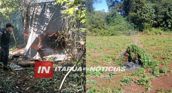 DESTRUYEN PLANTACIÓN DE MARIHUANA EN ZONA RURAL DE NATALIO