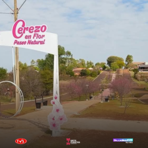 La Paz, Itapúa, declarada "Capital Nacional del Cerezo en Flor - Sakura" - «TVS DIGITAL»