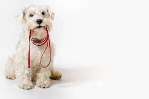 Paseos según el clima y la edad: el mejor momento para sacar a tu perro - Mascotas - ABC Color