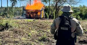 Diario HOY | Eliminan casi 2 toneladas de marihuana en el Parque Nacional Caazapá