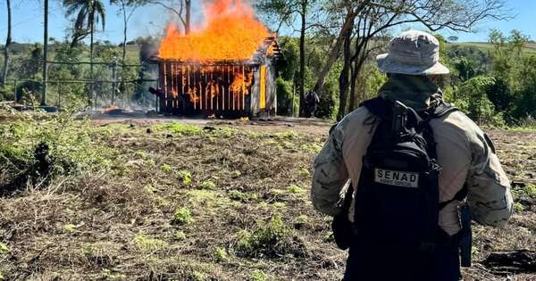 Diario HOY | Eliminan casi 2 toneladas de marihuana en el Parque Nacional Caazapá