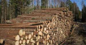 Diario HOY | Capacitarán a jóvenes para área forestal: sueldos llegarán hasta G. 15 millones