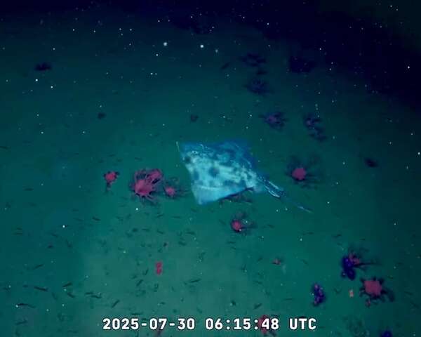 Exploración submarina argentina: las imágenes que son furor en redes - Ciencia - ABC Color