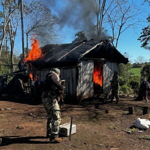 En una reserva nacional, Senad desmantela estructuras de producción de marihuana - ADN Digital
