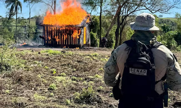 Eliminan 1.900 kilos de marihuana en Parque Nacional de Caazapá - OviedoPress